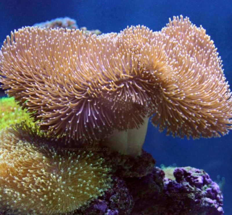 Biege Toadstool Leather Coral (Sacrophyton Ehrenbergi) - Fresh N Marine