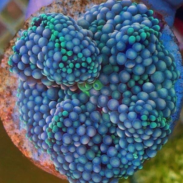 Multi-colour Ricordea florida (Ricordea florida) - Fresh N Marine