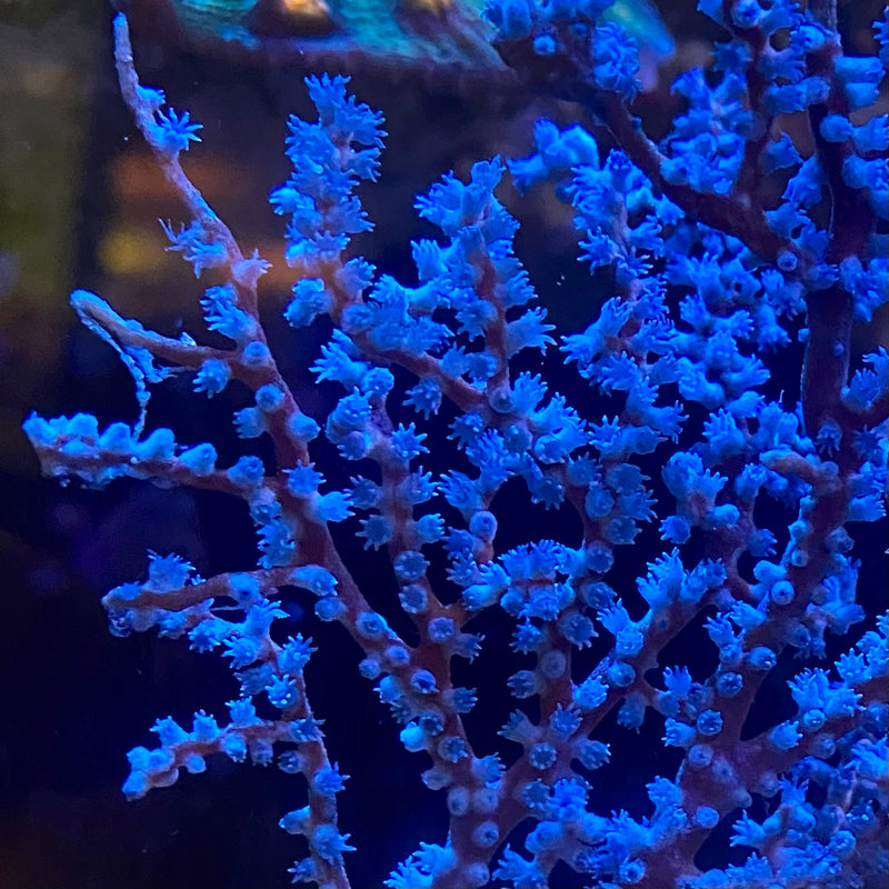 Blueberry Sea Fan (Acalycigorgia Sp.) - Fresh N Marine