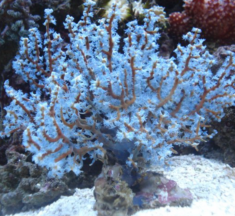 Blueberry Sea Fan (Acalycigorgia Sp.) - Fresh N Marine