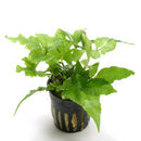 Bolbitis Heteroclita - Fresh N Marine