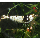 Crystal Black Shrimp - Fresh N Marine