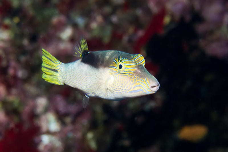 Blue Spotted Sharp Nose Puffer (Canthigaster Epilamprus) - Fresh N Marine