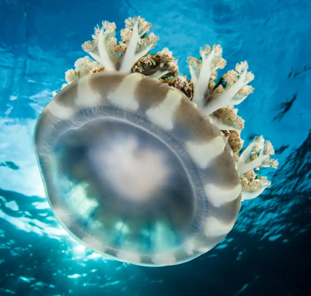 The Upside of Upside-Down Jellyfish