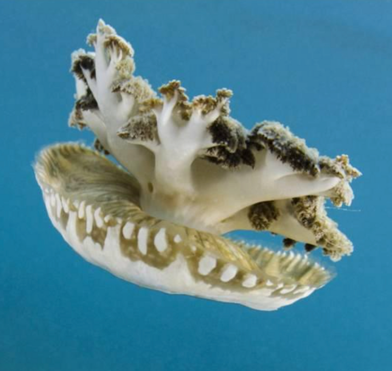 Upside-Down Jellyfish (Cassiopea xamachana) - Fresh N Marine