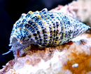 Cerith Sand Snail (Cerithium Caeruleum) - Fresh N Marine