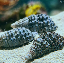 Cerith Sand Snail (Cerithium Caeruleum) - Fresh N Marine