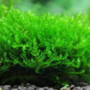 Christmas moss (Vesicularia montagnei)(Packet) - Fresh N Marine