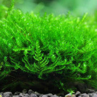 Christmas moss (Vesicularia montagnei)(Packet) - Fresh N Marine