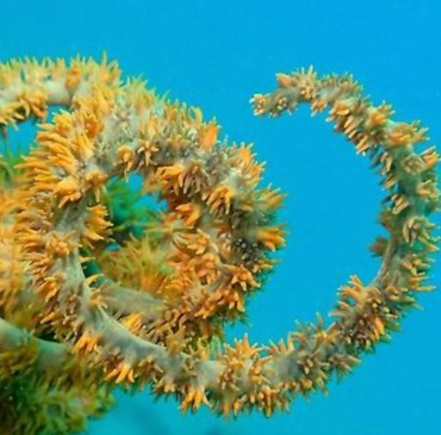 Wire Spiral Coral (Cirrhipathes spiralis) - Fresh N Marine