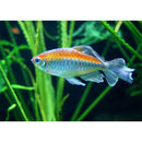 Congo Tetra (Phenacogrammus Interruptus) - Fresh N Marine