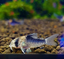 Duplicareus Corydoras (Corydoras Duplicareus) - Fresh N Marine