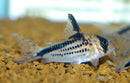 Loxozonus Corydoras - Fresh N Marine