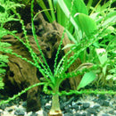 Crinum aquatica - Fresh N Marine