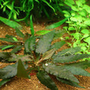 Cryptocoryne beckettii - Fresh N Marine