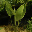 Cryptocoryne ciliata - Fresh N Marine