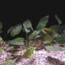 Cryptocoryne cordata - Fresh N Marine