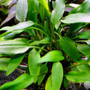 Cryptocoryne lutea - Fresh N Marine