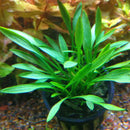 Cryptocoryne parva - Fresh N Marine
