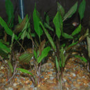 Cryptocoryne petchii - Fresh N Marine