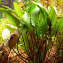 Cryptocoryne walkeri - Fresh N Marine