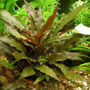 Cryptocoryne wendtil ‘tropica’ - Fresh N Marine