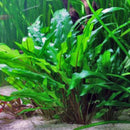 Cryptocoryne wendtii green - Fresh N Marine