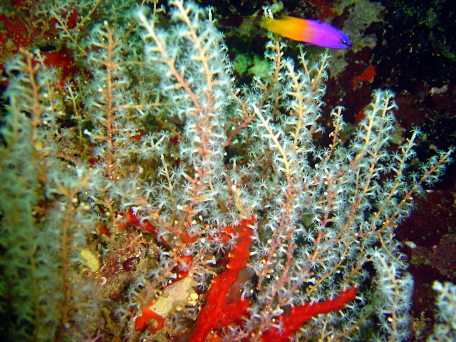 Sea Rod Gorgonia (Diodogorgia nodulifera) - Fresh N Marine