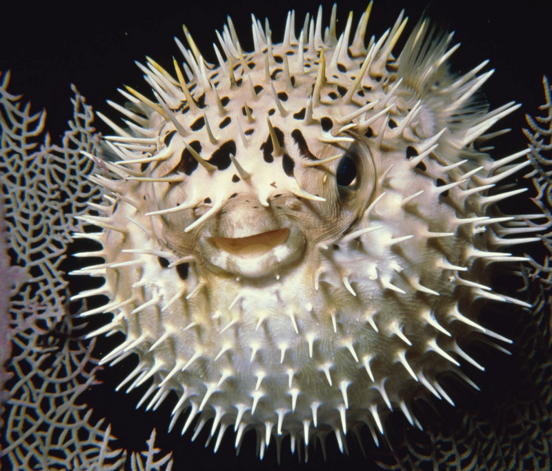 Long-spine Porcupinefish (Diodon holocanthus) - Fresh N Marine