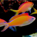 Dispar Anthias (Mirolabrichthys dispar, Pseudanthias dispar) - Fresh N Marine