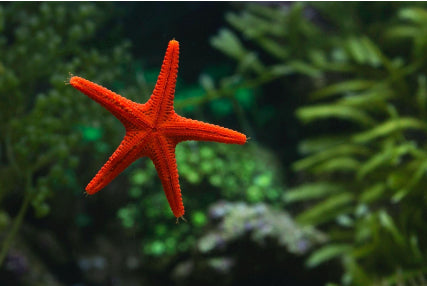 Deep Sea Red Starfish (Phylum Echinodermata) - Fresh N Marine