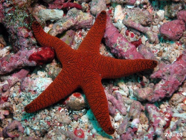 Deep Sea Red Starfish (Phylum Echinodermata) - Fresh N Marine