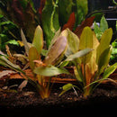 Echinodorus ‘Red Rubin’ - Fresh N Marine