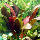 Echinodorus ‘Rose’ - Fresh N Marine