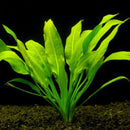 Echinodorus amazonicus (Echinodorus grisebachii) - Fresh N Marine