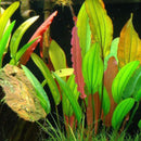 Echinodorus barthii - Fresh N Marine