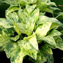 Echinodorus cordifoliua ‘Marble queen’ - Fresh N Marine