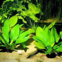 Echinodorus grandiflorus - Fresh N Marine