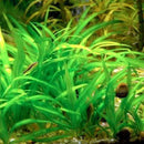 Echinodorus latifolius - Fresh N Marine