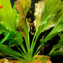 Echinodorus ozelot - Fresh N Marine
