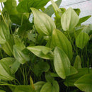 Echinodorus radicans - Fresh N Marine