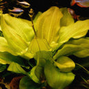 Echinodorus species ‘Harbich’ - Fresh N Marine