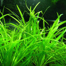 Echinodorus tenellus (Packet) - Fresh N Marine