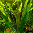 Echinodorus uruguayensis - Fresh N Marine