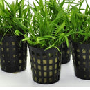 Echinodorus tenellus (Helanthium tenellum) - Fresh N Marine