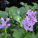 Eichhornia crassipes - Fresh N Marine