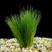 Eleocharis acicularis mini (Japan hair grass) - Fresh N Marine