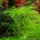 Eriocaulon Setaceum - Fresh N Marine