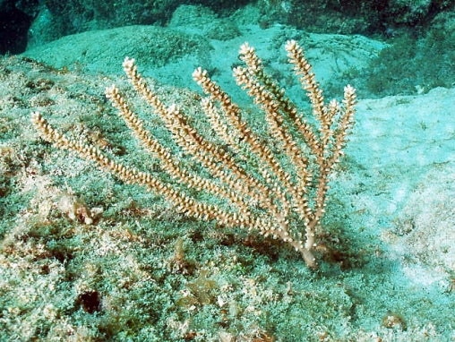 Knobby Sea Rod (Eunicea mammosa) - Fresh N Marine