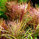 Eusteralis Stellata - Fresh N Marine